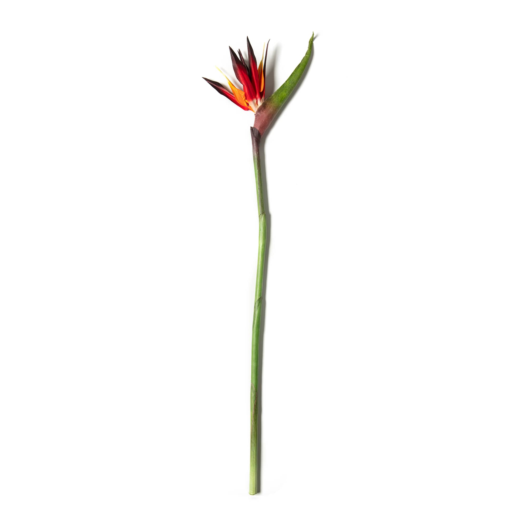 Tropical Bird of Paradise Stem by Ashland®